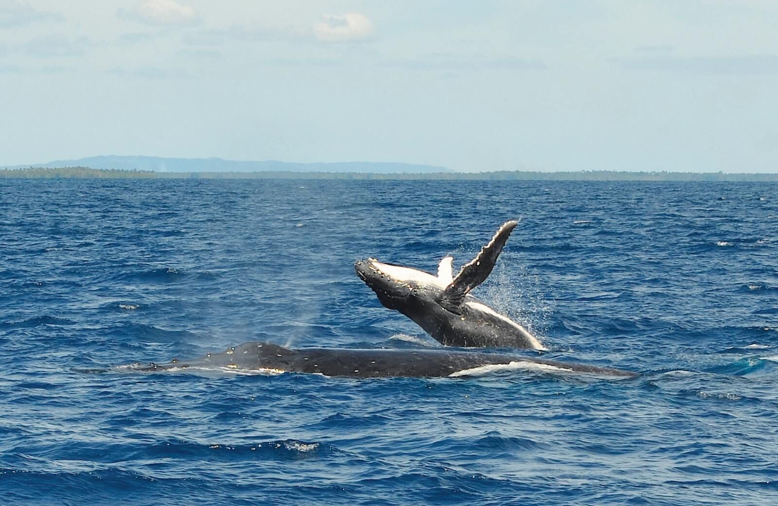 10 Best Whale Swim Tours in Vava’u