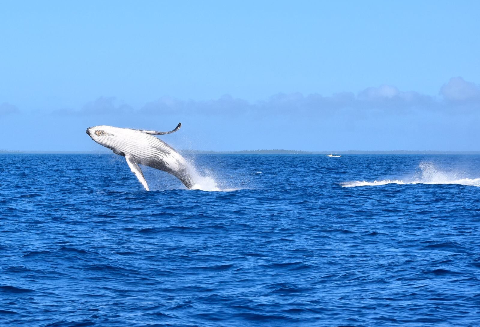 Where to See Whales in Tonga