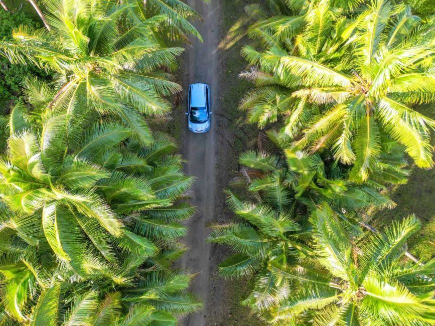 Can You Drive in Tonga with an Overseas License?