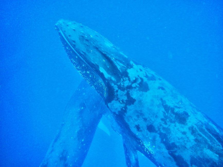 10 Tips for Swimming with Whales in Tonga