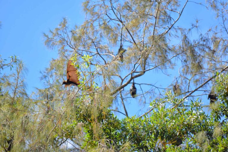 A Traveller’s Guide to Wildlife in Tonga