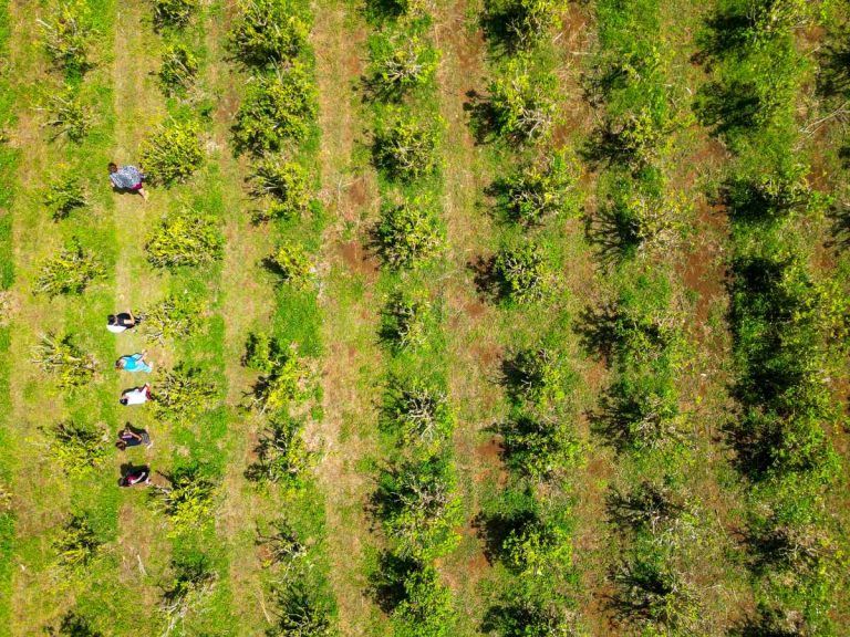 Tonga Food Itinerary: 14 Days / 2 Weeks