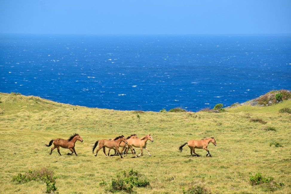 The Guide to Horse Riding in Tonga