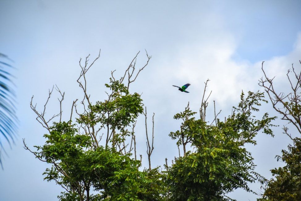 5 Best Places for Bird Watching in Tonga