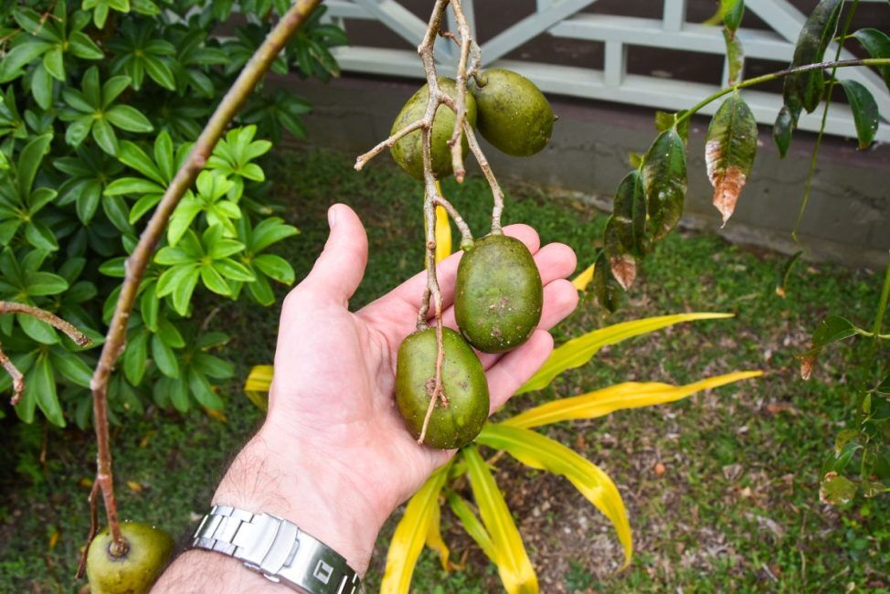 10 Exotic Fruits in Tonga You Have to Try